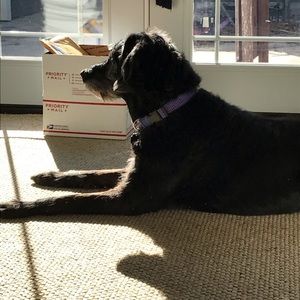 Meet your Posher, Rachel